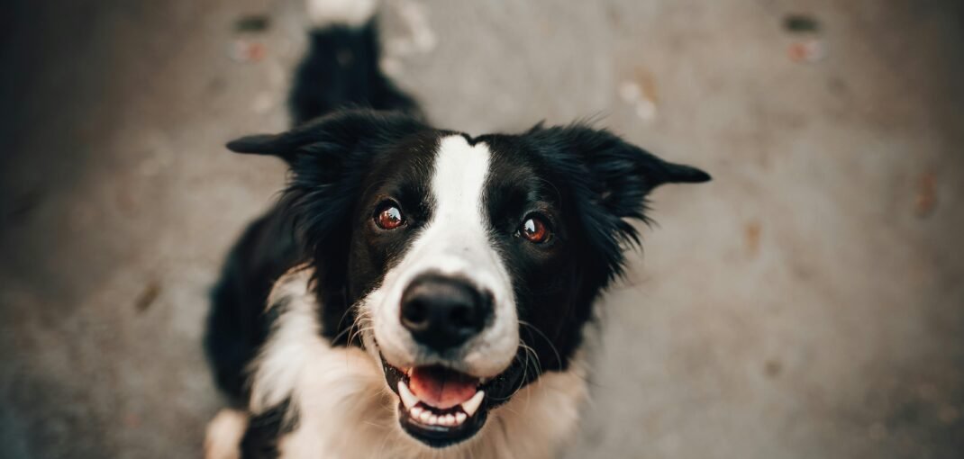 Border Collie assie
