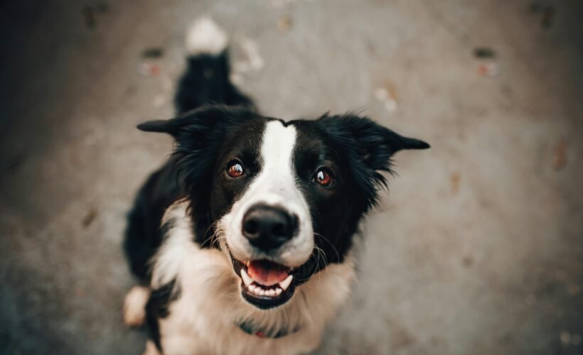 Border Collie assie
