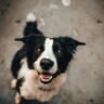 Border Collie assie