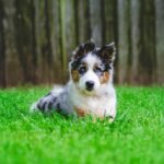 Berger Américain Miniature dans l'herbe