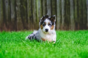 Berger Américain Miniature dans l'herbe