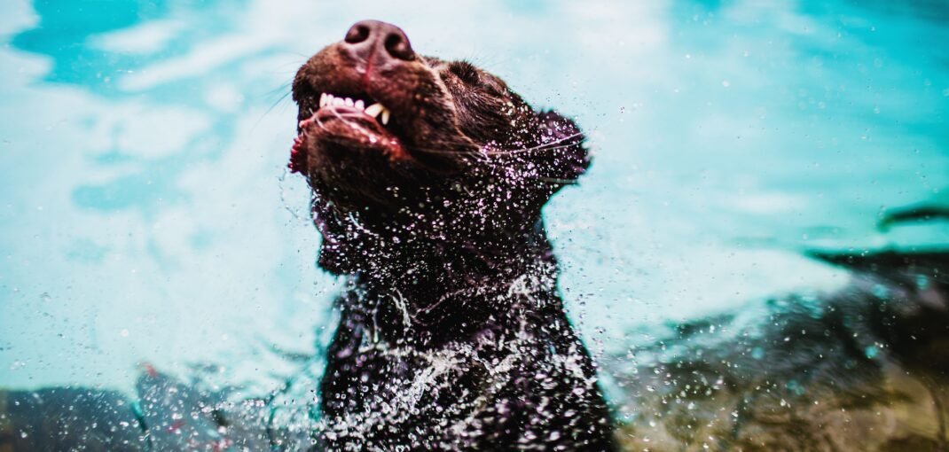 Chien qui se secoue après s'être baigné