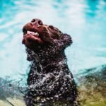 Chien qui se secoue après s'être baigné
