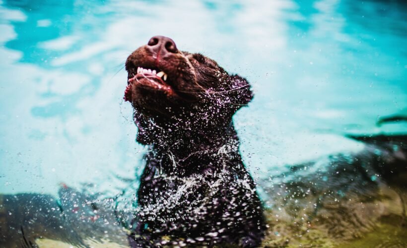 Chien qui se secoue après s'être baigné