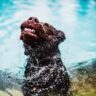 Chien qui se secoue après s'être baigné
