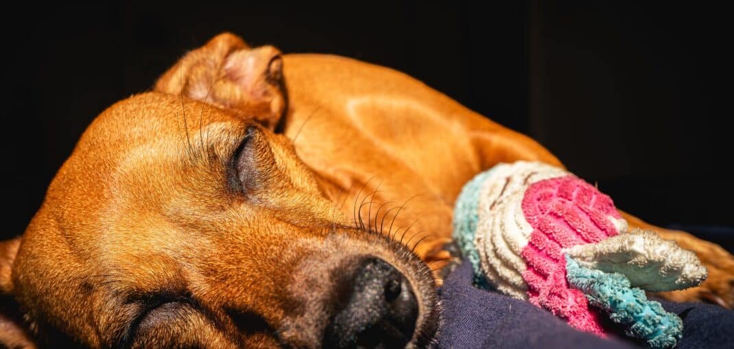 Chien qui dort