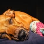 Chien qui dort