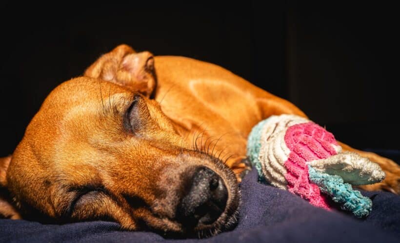 Chien qui dort