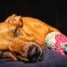 Chien qui dort