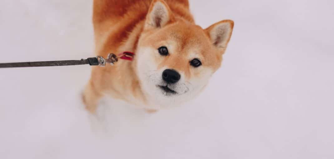 Shiba Inu dans la neige
