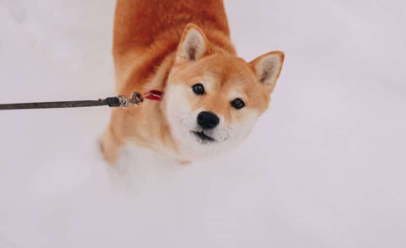 Shiba Inu dans la neige