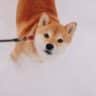 Shiba Inu dans la neige