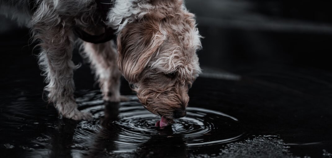 Chien qui boit