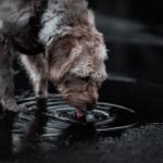 Chien qui boit