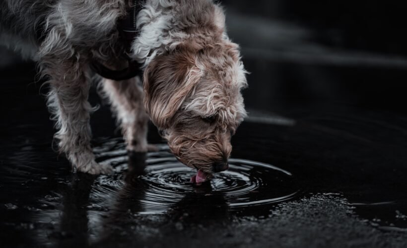 Chien qui boit