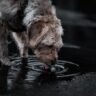Chien qui boit