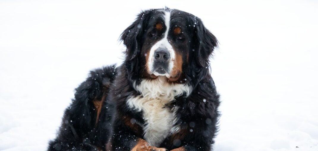 Bouvier Bernois allongé dans la neige