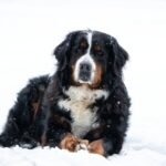 Bouvier Bernois allongé dans la neige