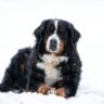 Bouvier Bernois allongé dans la neige