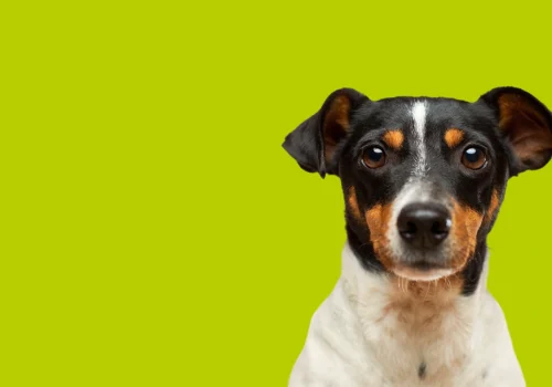 Jack russell terrier blanc souriant heureux mignon