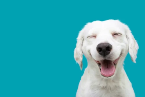 Chien blanc heureux, sourire mignon, adorable.