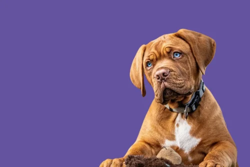 Adorable dogue de Bordeaux avec sa peluche